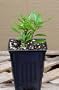 Gardenia 'Radican' Live Plant Quart ~well branched~