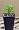 Dwarf Gardenia Plant - Bonsai or House Plant -FRAGRANT