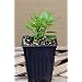 Gardenia 'Radican' Live Plant Quart ~well branched~