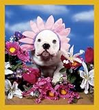 Daisy Bulldog Bookmark