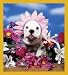 Daisy Bulldog Bookmark