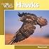 Hawks (Our Wild World)