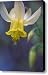 Wild Columbine Canvas Print / Canvas Art - Artist Katie LaSalle-Lowery