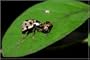 Lady Bugs