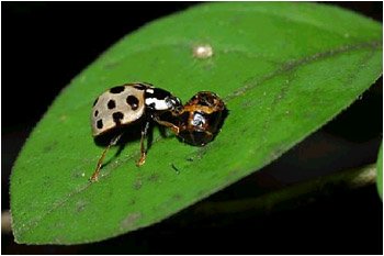 Lady Bugs