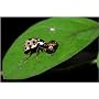 Lady Bugs