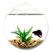 Wall Mount Fishbowl - Clear