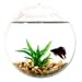 Wall Mount Fishbowl - Clear
