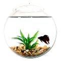 Wall Mount Fishbowl - Clear
