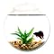 Wall Mount Fishbowl - Clear