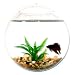Wall Mount Fishbowl - Clear