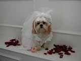 Dog Wedding Dress - Hand Made in the USA - X-Large (XL)