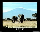 Professionally Framed Tusk (Elephants) Wildlife Poster - 16x20 with RichAndFramous Black Wood Frame