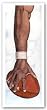 Pigskin - Giclee by Kenneth Gatewood 15"x42" Art Print Poster