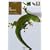 Le Gecko