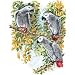 African Greys Parrot Adult T-Shirt