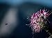 A Bee Closes in on a Large Cleome Flower, Also Called Spider Flower Photographic Poster Print, 18x24