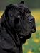 Black Neopolitan Mastiff Portrait Photographic Poster Print by Adriano Bacchella, 12x16