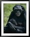 A Mother Bonobo Holds Her Baby at the San Diego Wild Animal Park National Geographic Collection Framed Art Poster Print by Michael Nichols, 39x49
