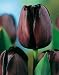 TULIP QUEEN OF NIGHT X 50