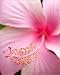 Photographic Prints of Hibiscus flower from ClownFish Photo