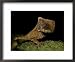A close view of a helmeted iguana Framed Art Poster Print, 22x18