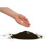 Official Irish Shamrock Seeds