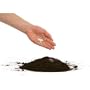 Official Irish Shamrock Seeds