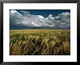 Billowy Clouds Form over a Wind-Swept Field National Geographic Collection Framed Art Poster Print, 31x25