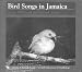 Search : Bird Songs in Jamaica