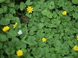 A Toad Sits in a Clump of Marsh Marigolds in Spring Photographic Poster Print by Taylor S. Kennedy, 16x12