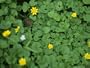 A Toad Sits in a Clump of Marsh Marigolds in Spring Photographic Poster Print by Taylor S. Kennedy, 16x12