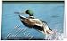 Fathers Day Dad Daddy Duck Love Happy Greeting Card (5x7) by QuickieCards. Always fast & FREE shipping
