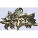 The Witch in Poison Ivy Wall Sculpture Decoration New (The Digital Angel)