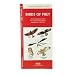Birds of Prey: An Introduction to Familiar North American Species (North American Nature Guides)
