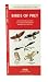 Birds of Prey: An Introduction to North American Hawks & Owls