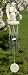 "I Am with You Always" Angel Wind Chime