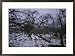 A birds nest sits in a leaf-less apple tree during winter Animals Framed Art Poster Print by Roy Gumpel, 29x21