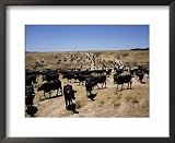 Cattle Transhumance, Spain Animals Framed Art Poster Print by Robin Hanbury-tenison, 22x18