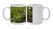 Photo Mugs of Seven-leaved bittercress - in montane beech forest (Fagus sylvatica) from Ardea Wildlife Pets