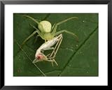 A Crab Spider, Thomisus Species, with Cricket Prey in Its Grip Framed Photographic Poster Print, 31x25
