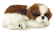 Perfect Petzzz Shih Tzu