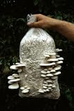 Pearl Oyster Mushroom Kit