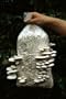 Pearl Oyster Mushroom Kit