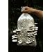 Pearl Oyster Mushroom Kit