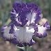 Outdoor Living : American Classic German Iris