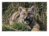 A Captive Tiger Gives a Little Roar, Tigers Photographic Poster Print by Roy Toft, 24x18