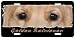 golden retriever - Golden Retriever 