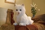 Corolle Fur Real Friends - Cat