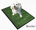 New! Ingrass Puppy Potty Bigger & Deeper Now! Free Spray Bottle of Puppy Attraction Aid Spray 22